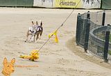 Finale: weiß Kokojambo´s Imara aka Nala , scharz Muatbaruga´s Jump Nyabinghi